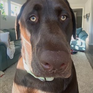 Meet your Posher, Jensen